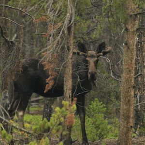 Meet your Posher, Kevin